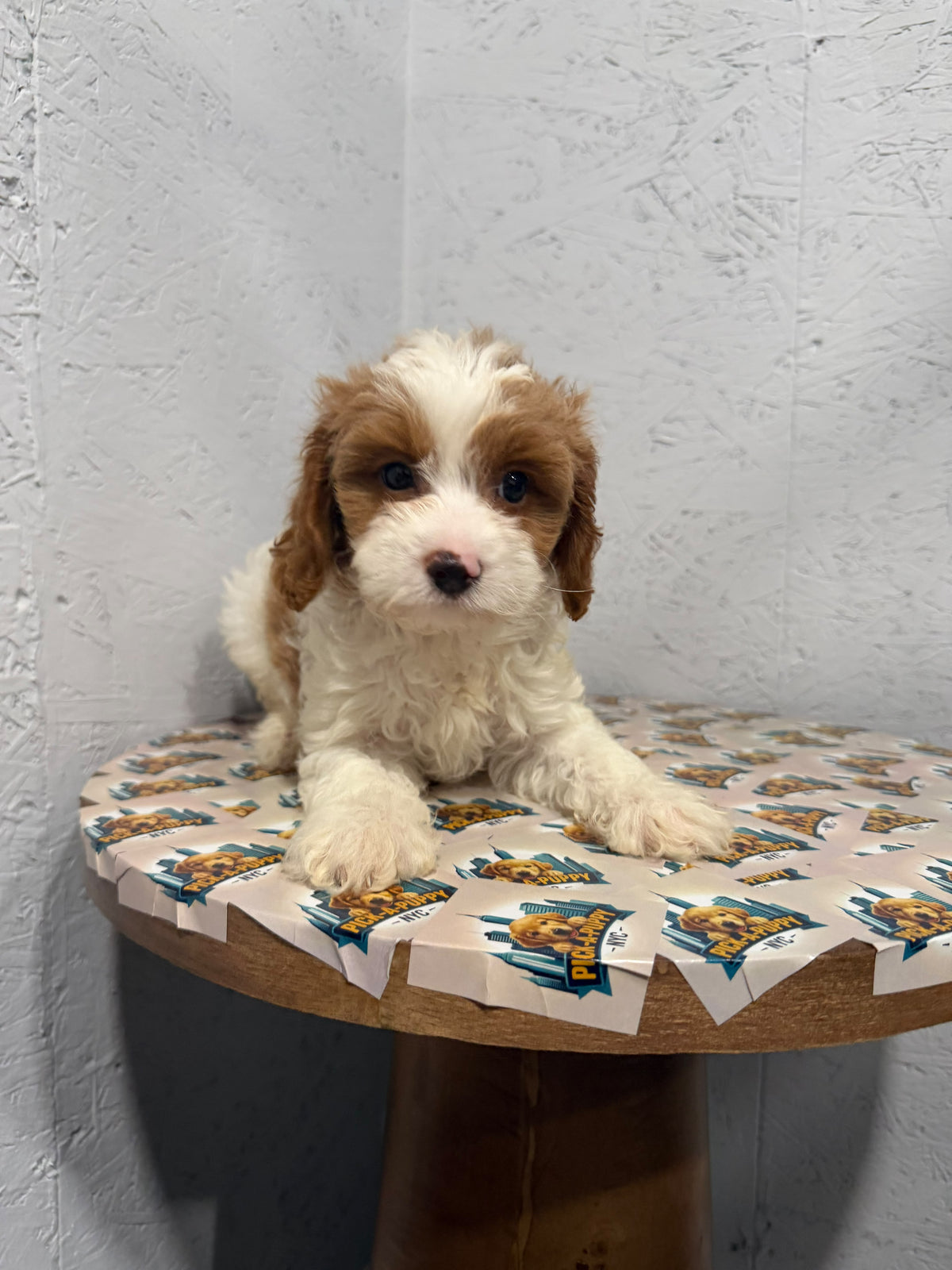 CAVAPOO MALE
