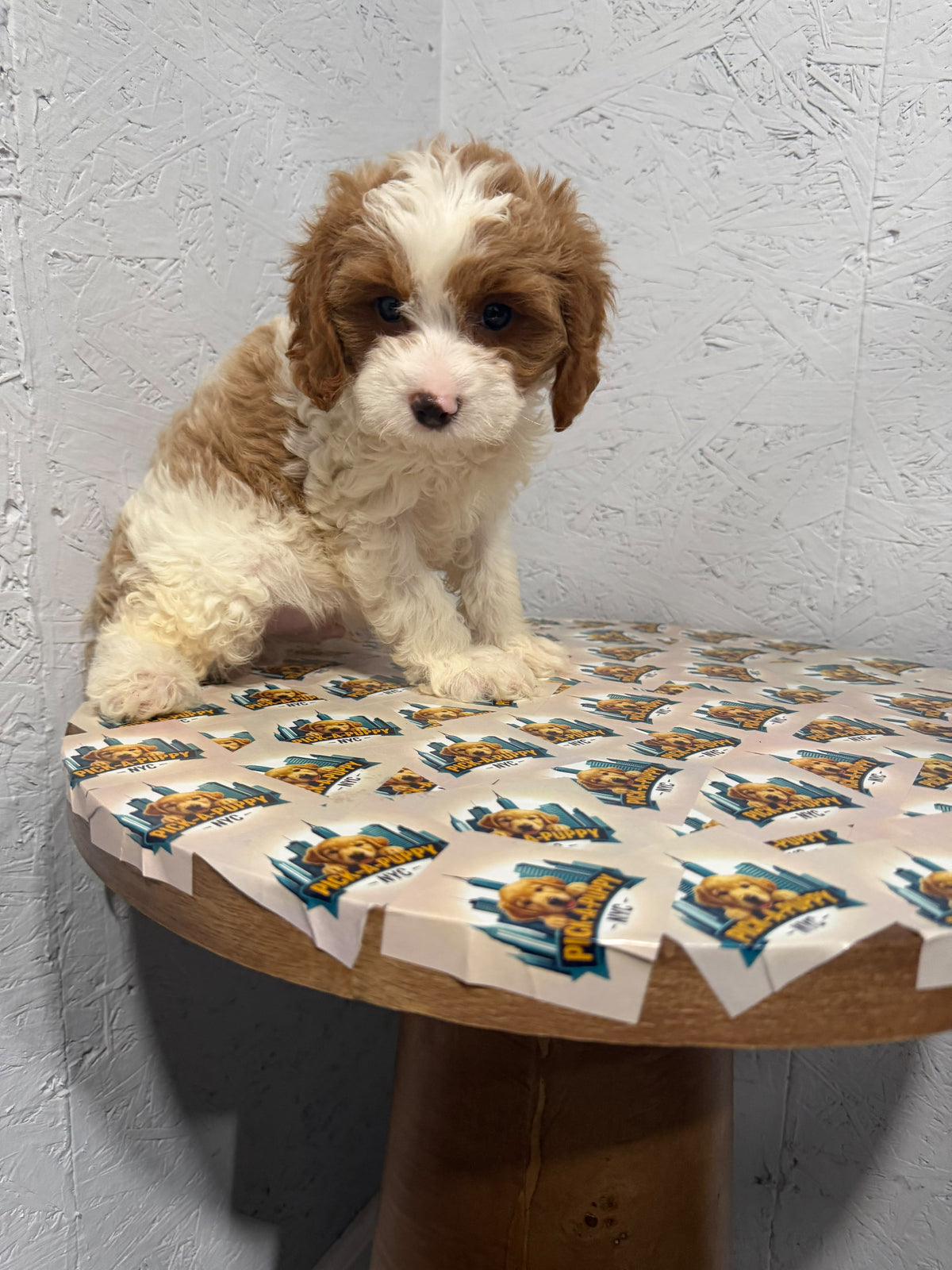 CAVAPOO MALE