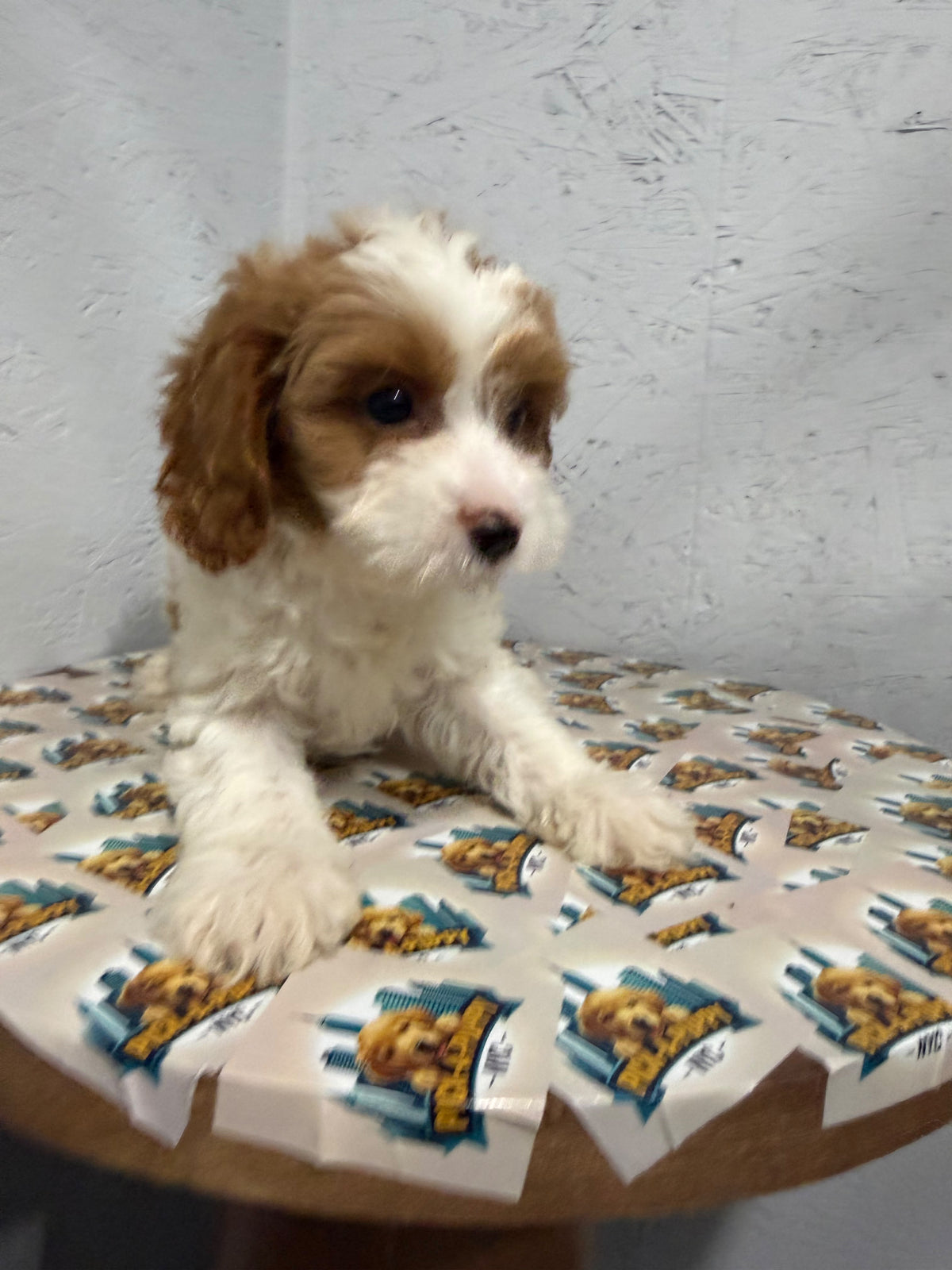 CAVAPOO MALE