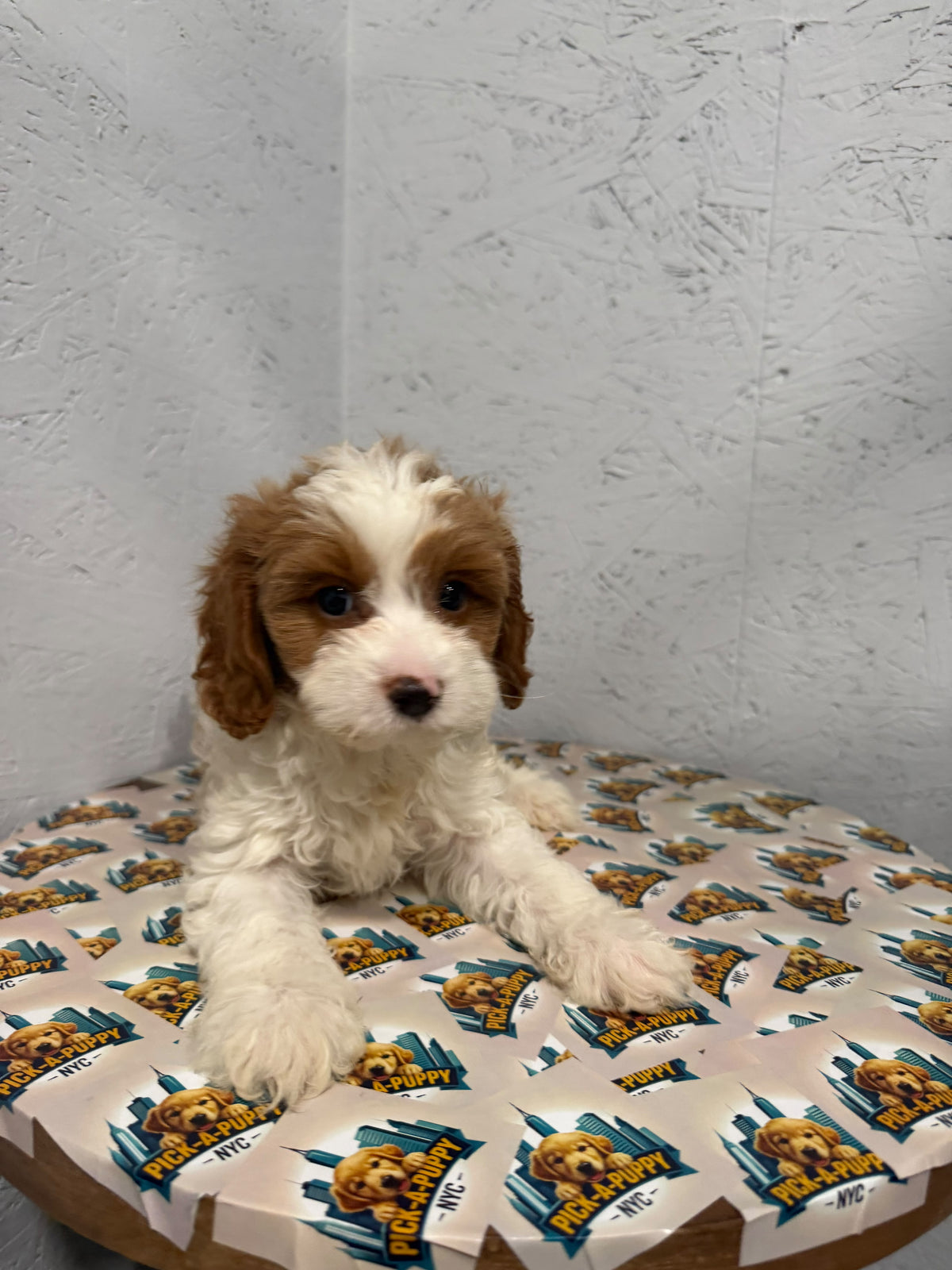 CAVAPOO MALE