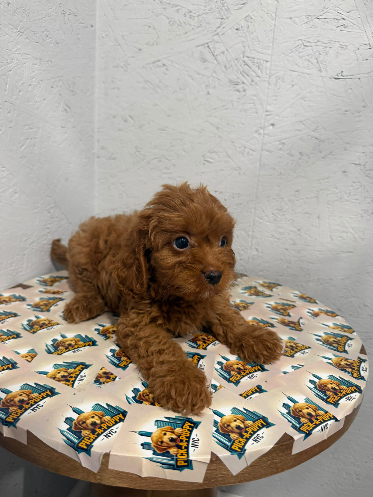 CAVAPOO FEMALE 1