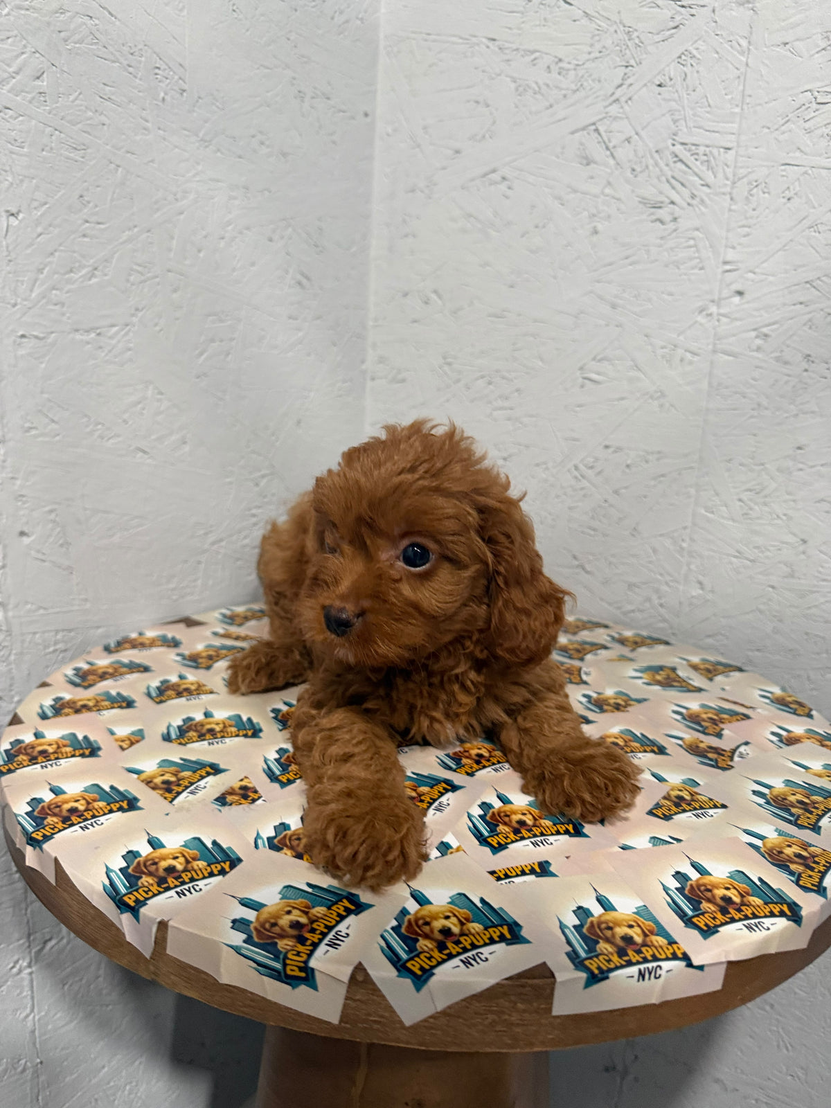 CAVAPOO FEMALE 1