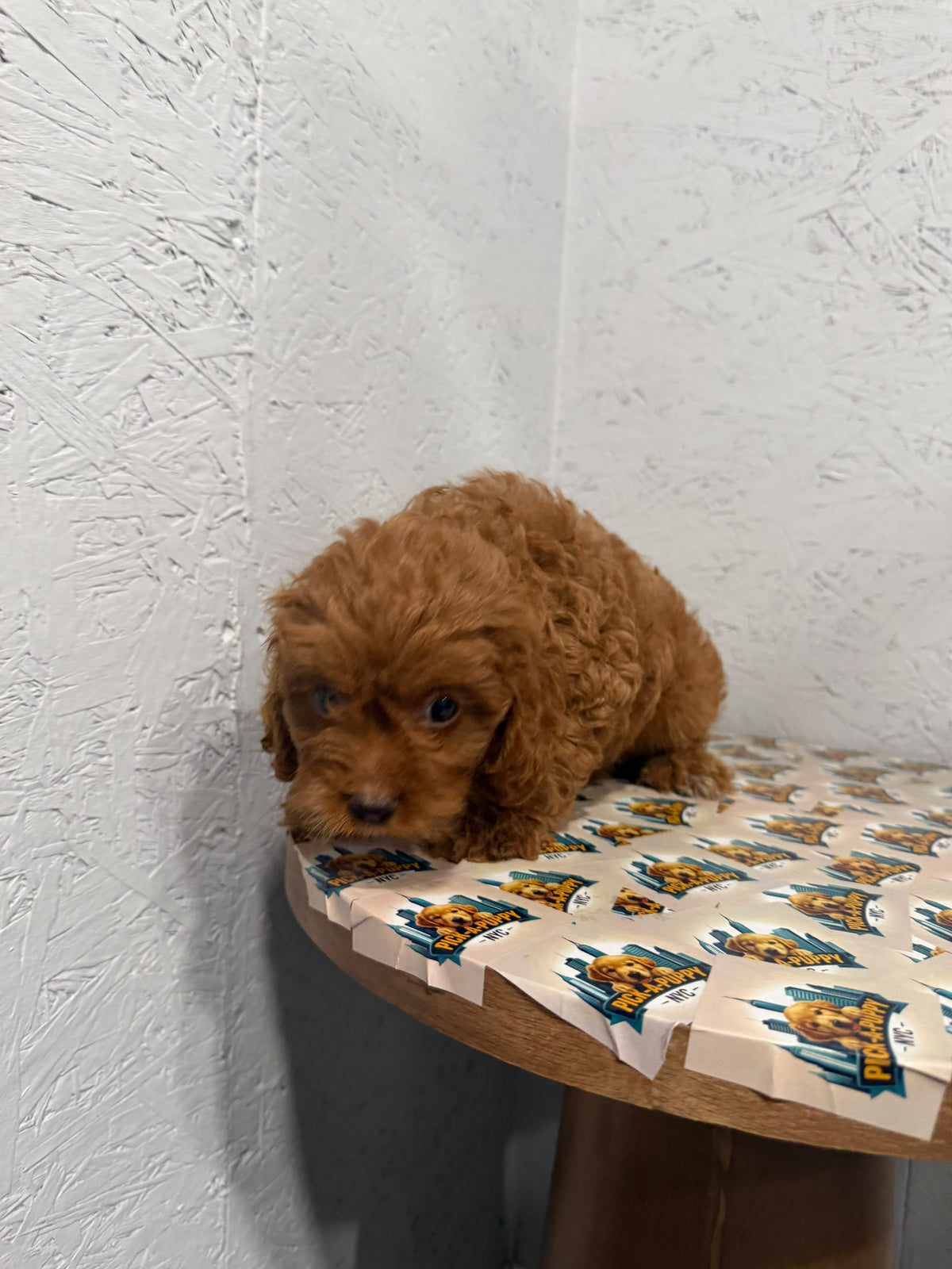 CAVAPOO FEMALE 1