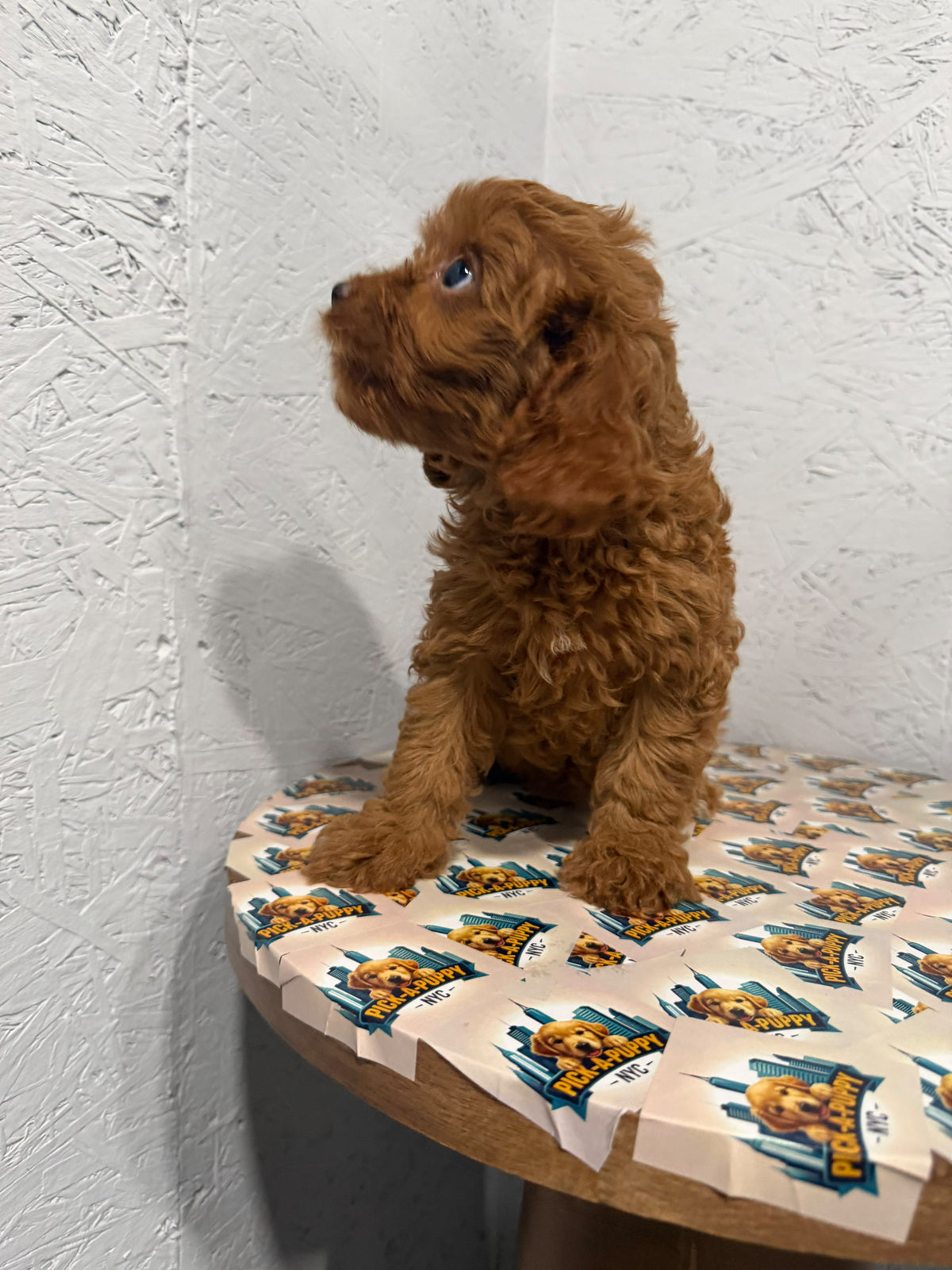 CAVAPOO FEMALE 1