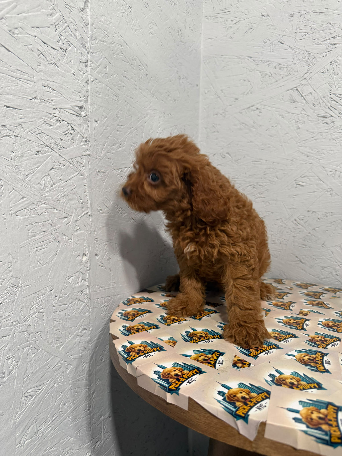 CAVAPOO FEMALE 1