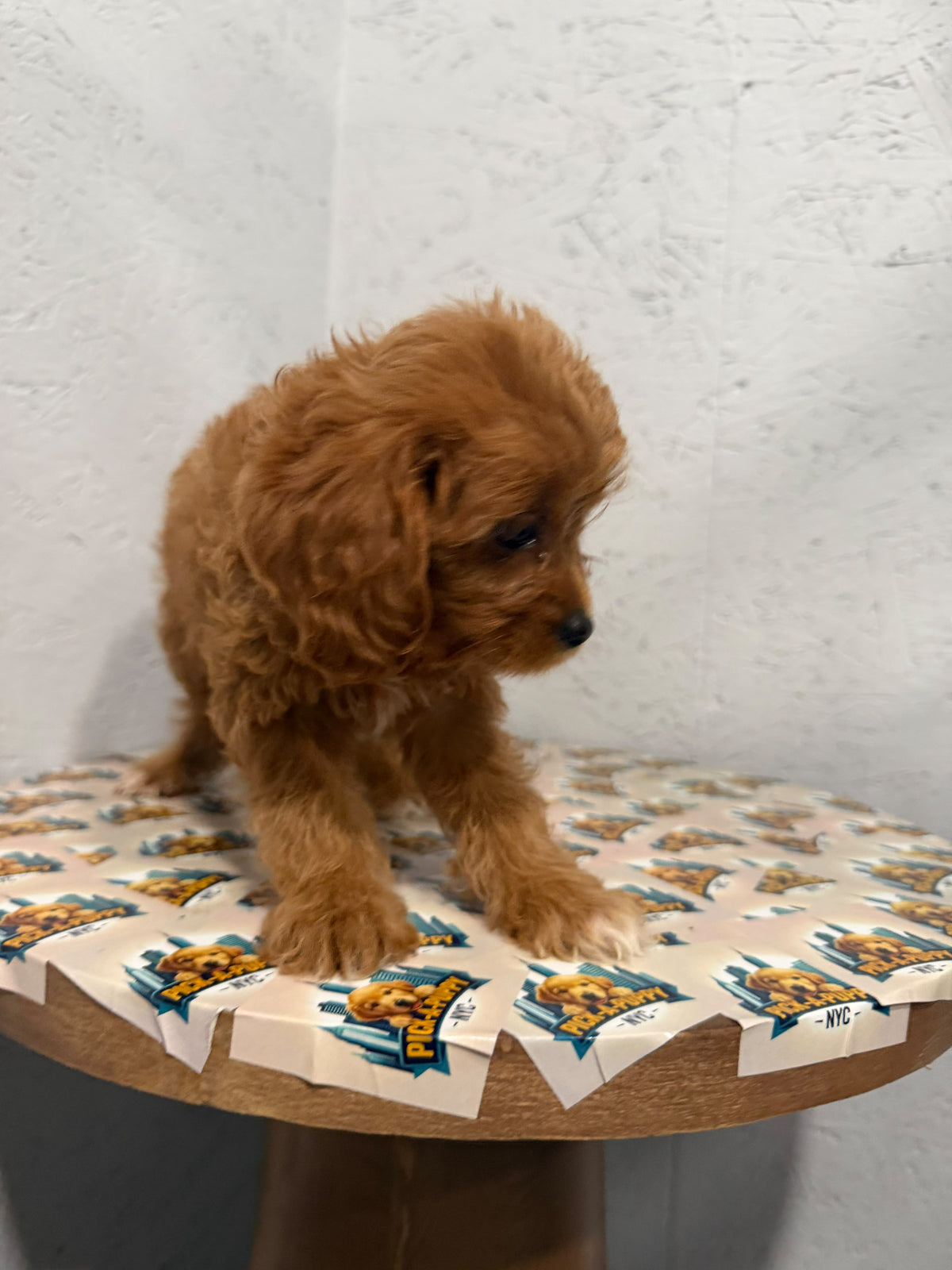 CAVAPOO FEMALE 2