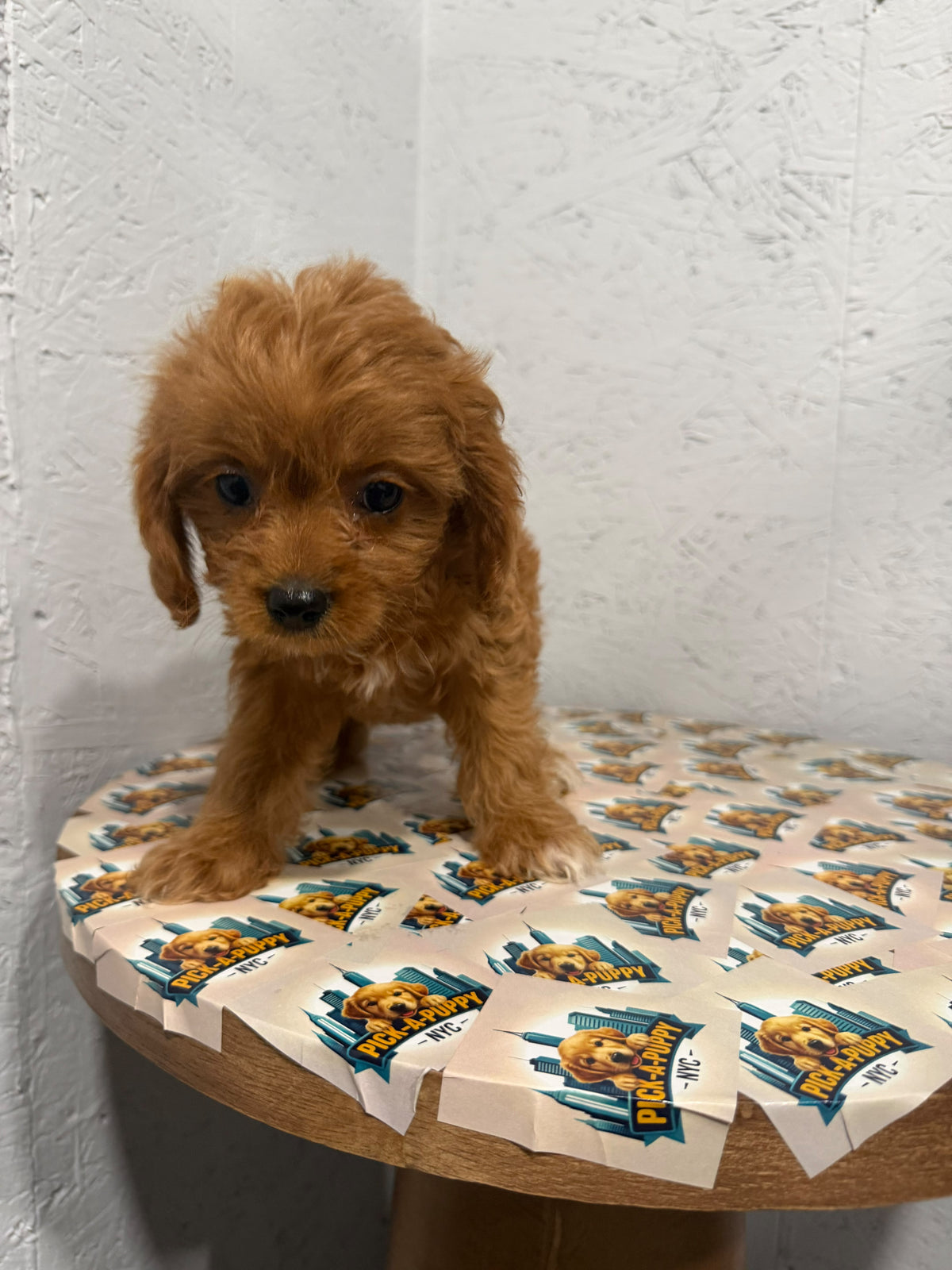 CAVAPOO FEMALE 2