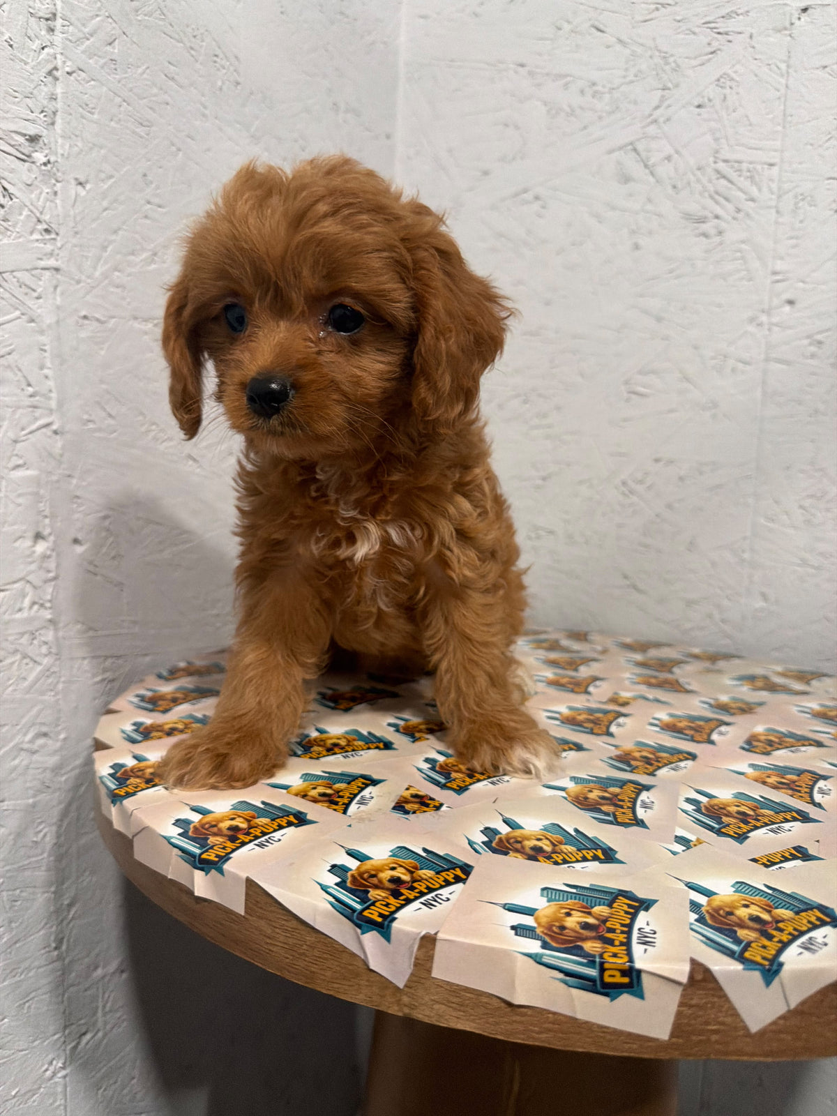 CAVAPOO FEMALE 2