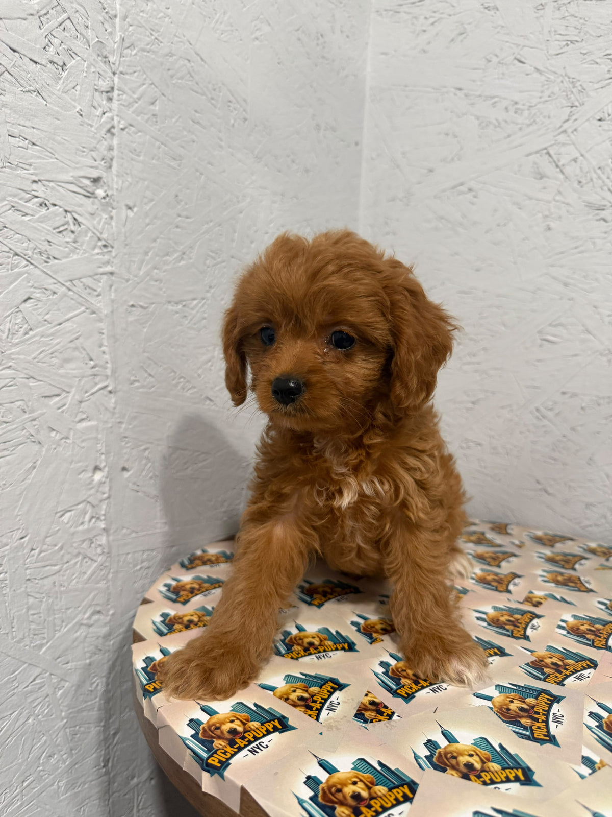 CAVAPOO FEMALE 2