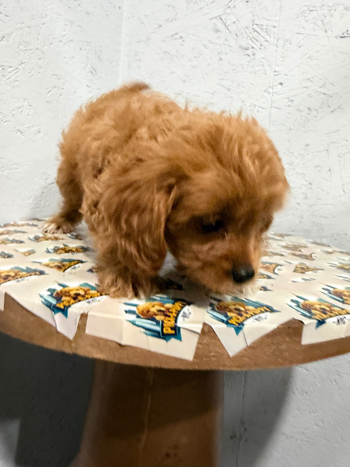 CAVAPOO FEMALE 2