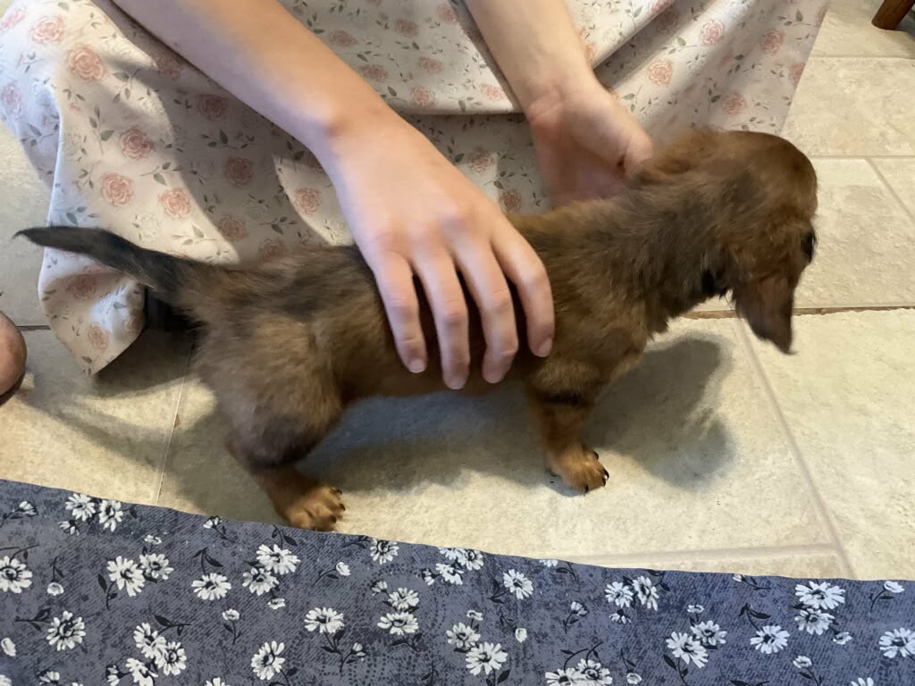 DACHSHUNDS