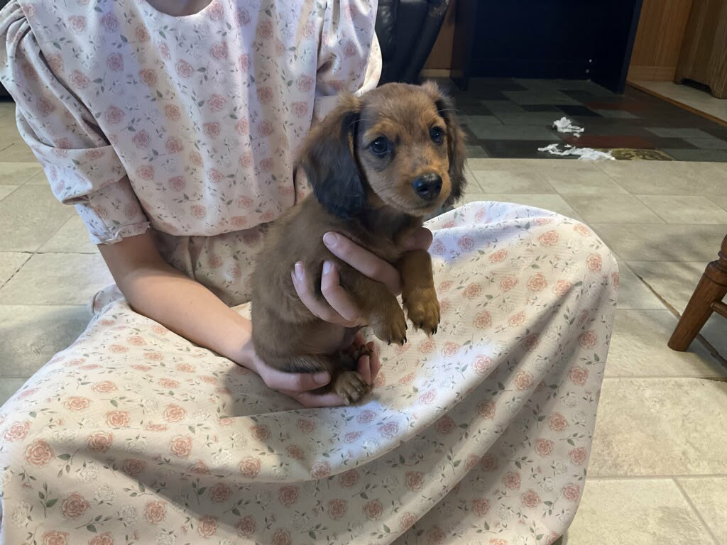DACHSHUNDS
