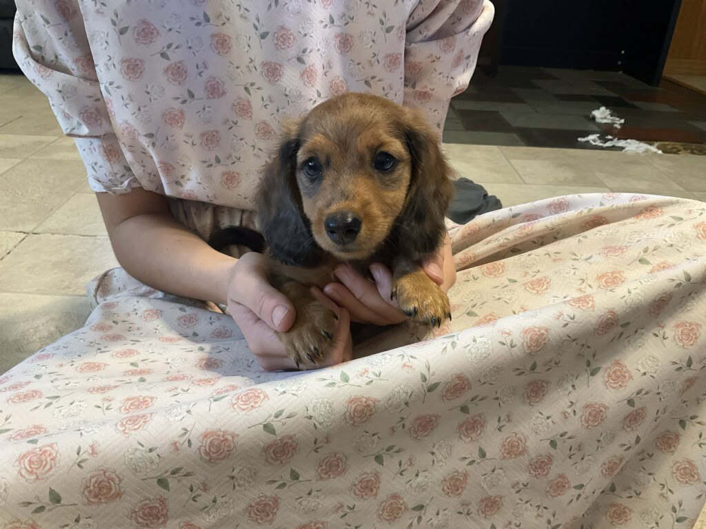 DACHSHUNDS