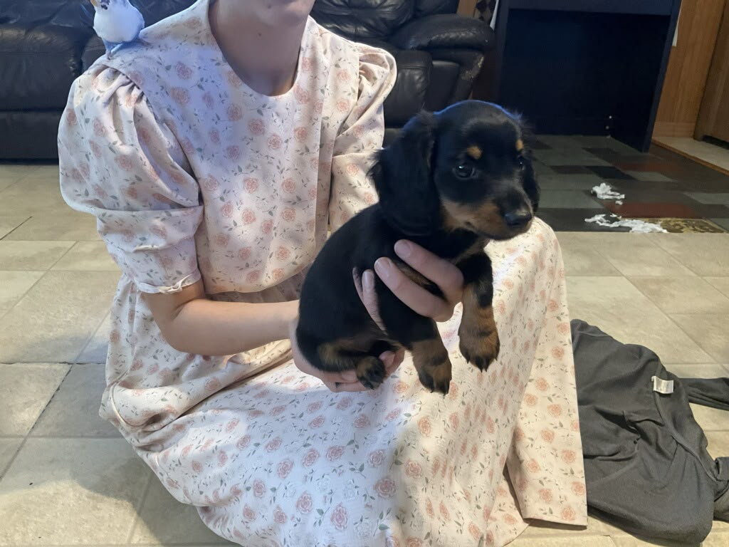 DACHSHUNDS