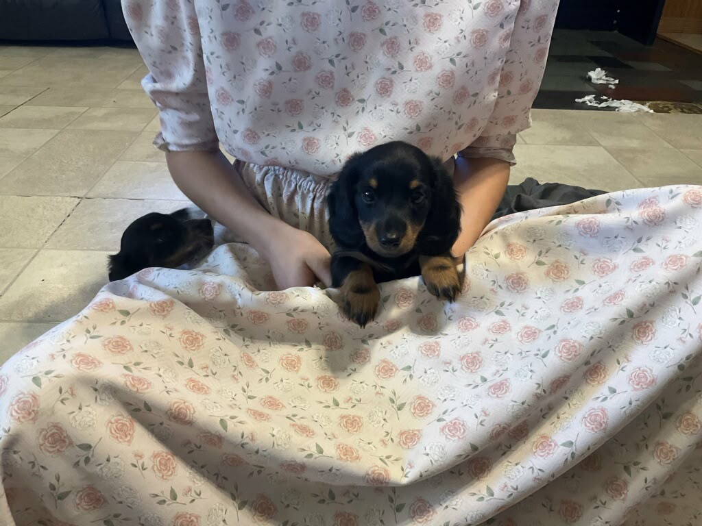 DACHSHUNDS