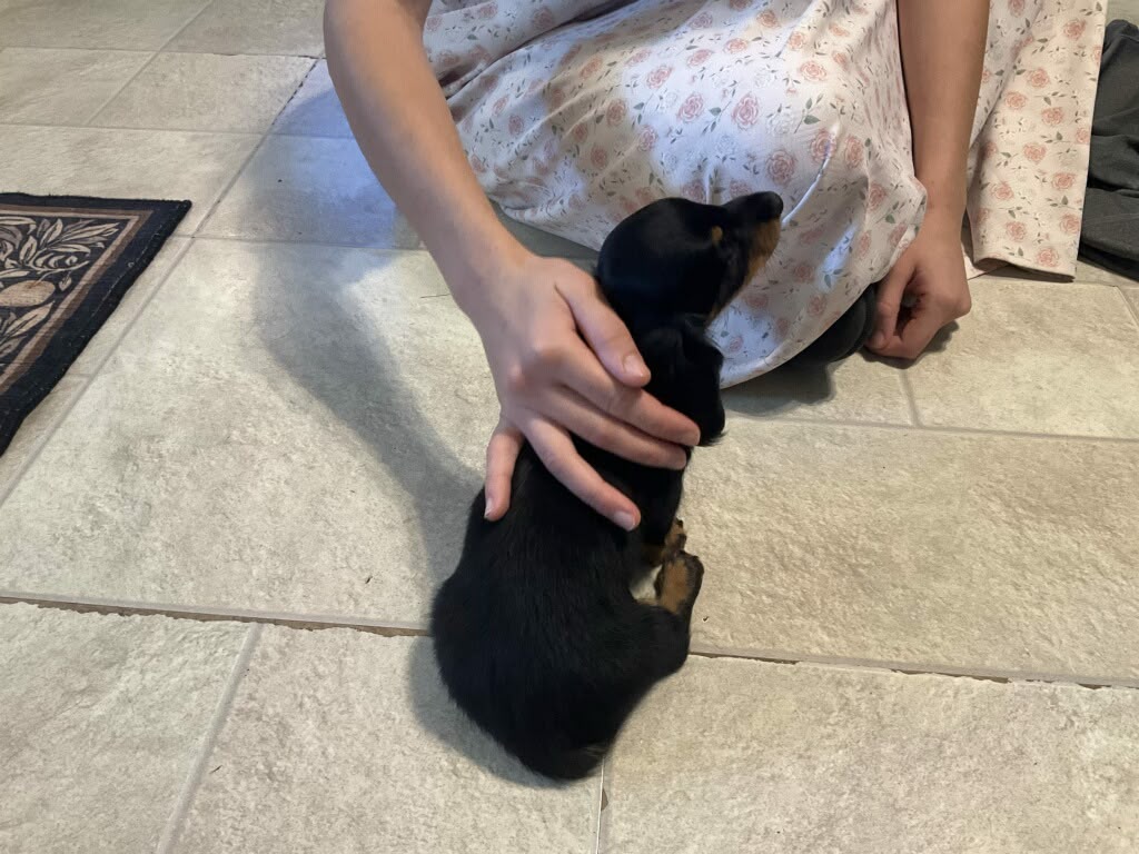 DACHSHUNDS