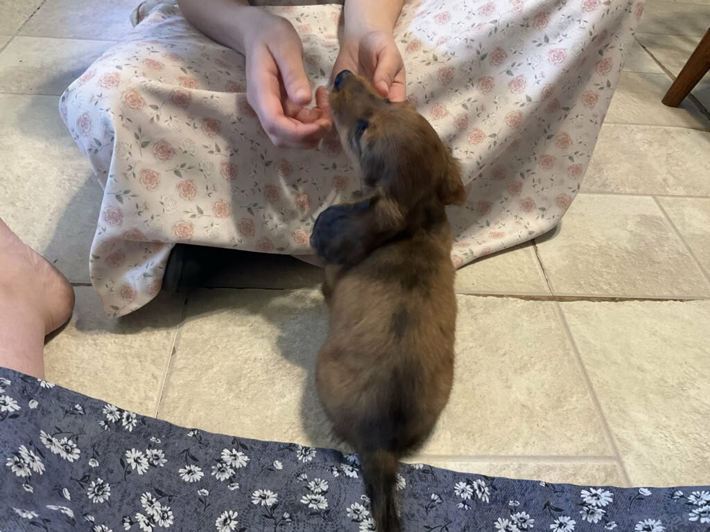 DACHSHUNDS