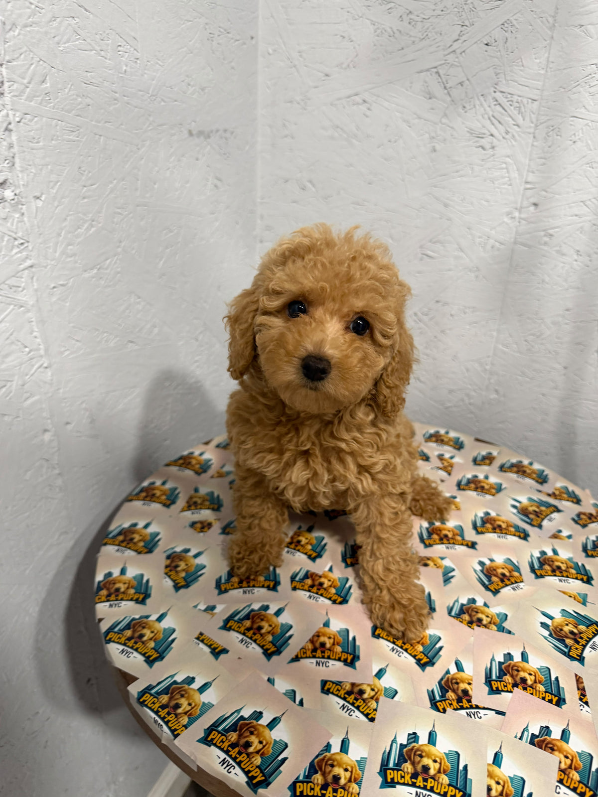 MINI POODLE FEMALE