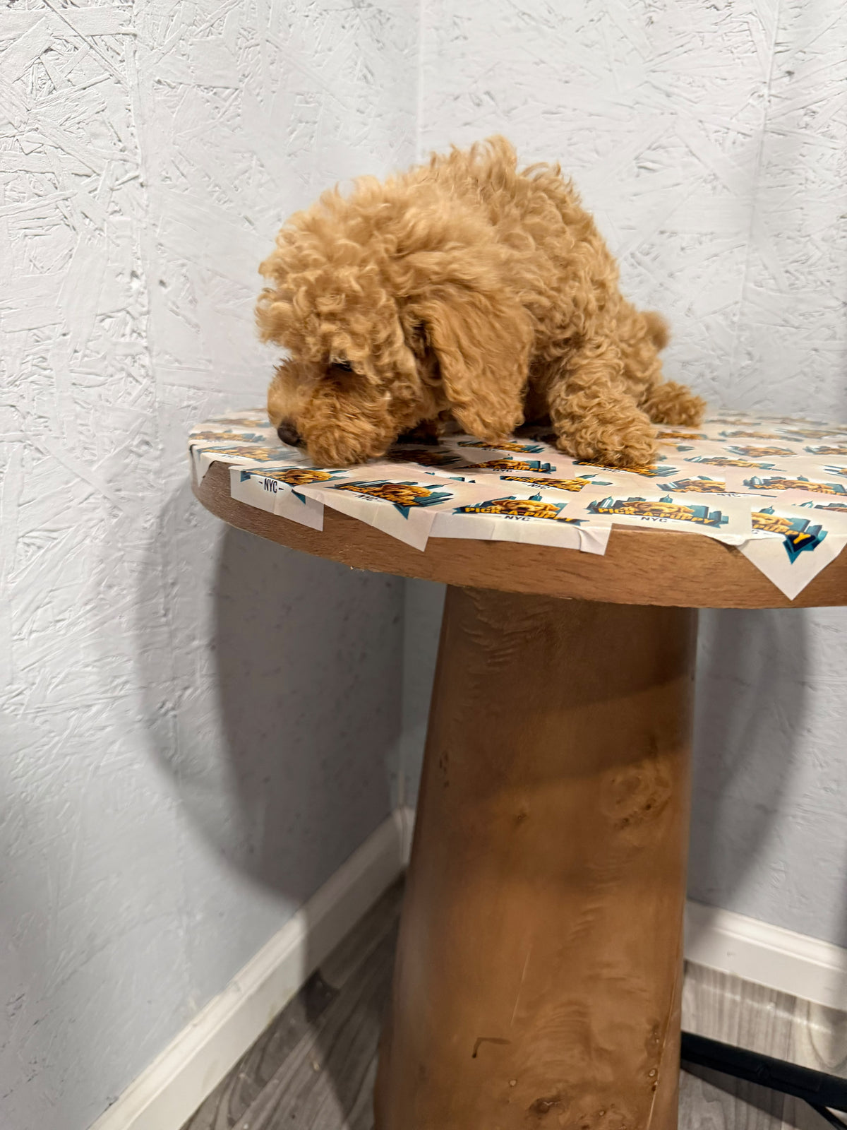 MINI POODLE FEMALE