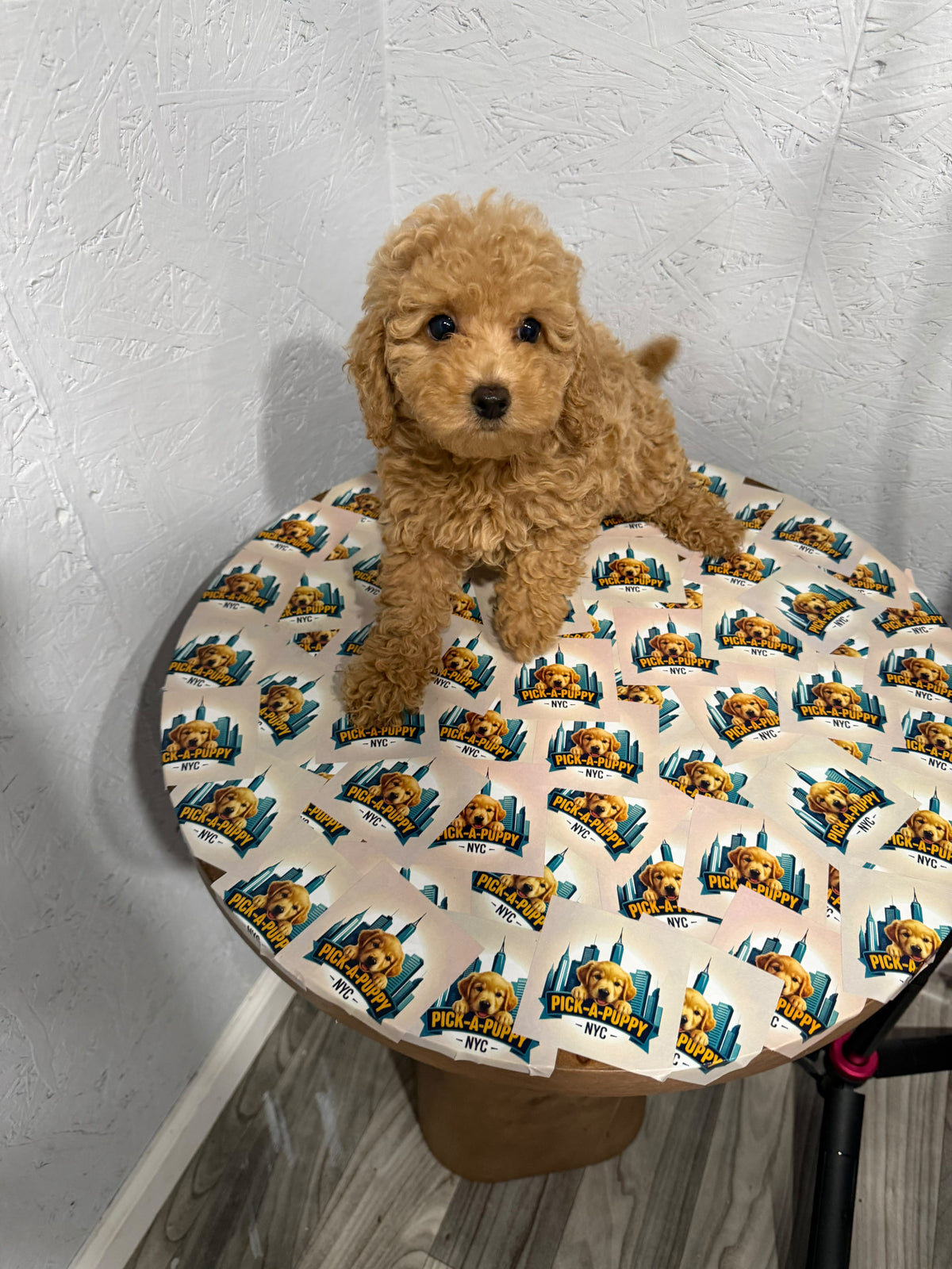 MINI POODLE FEMALE