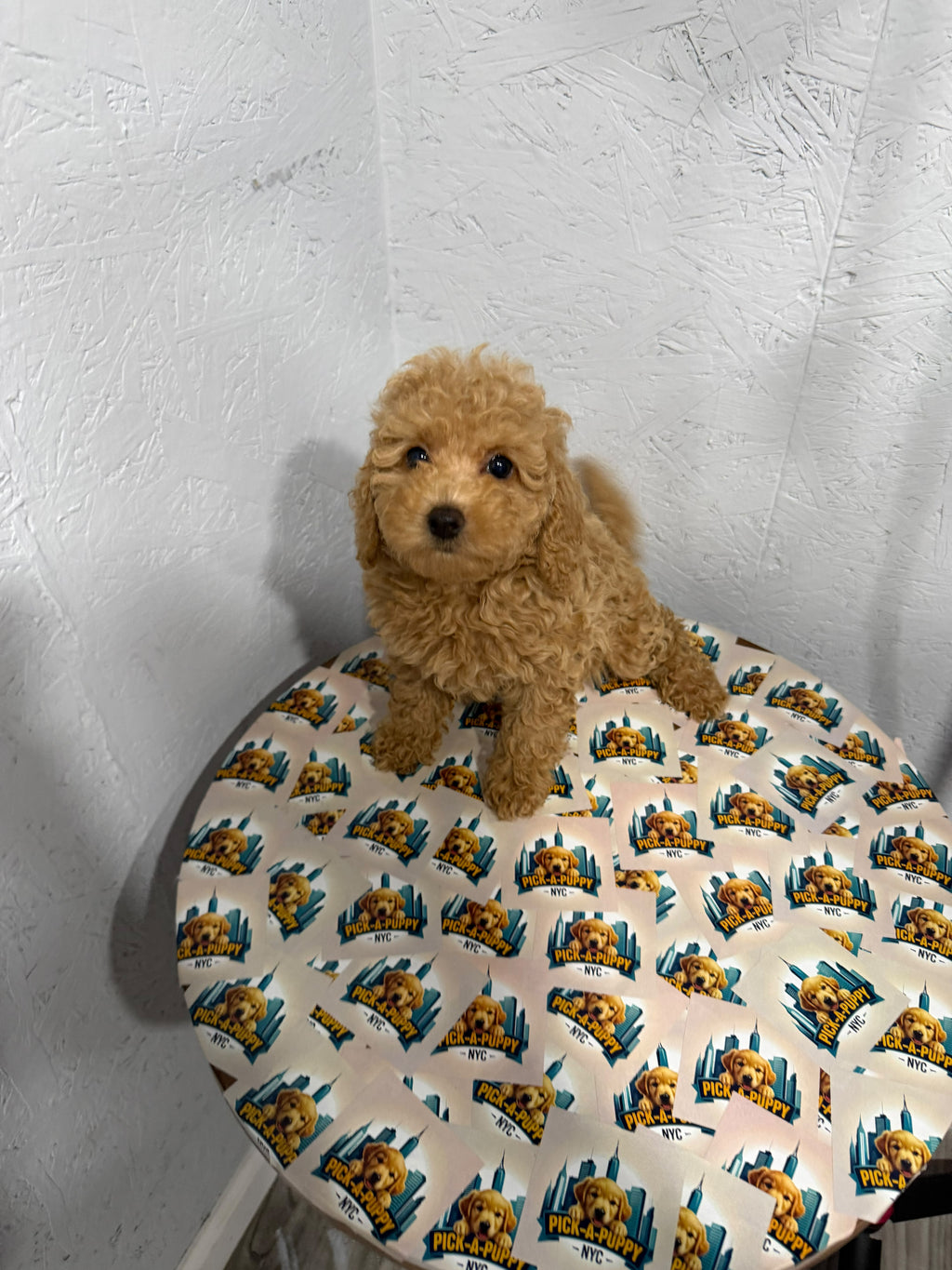 MINI POODLE FEMALE