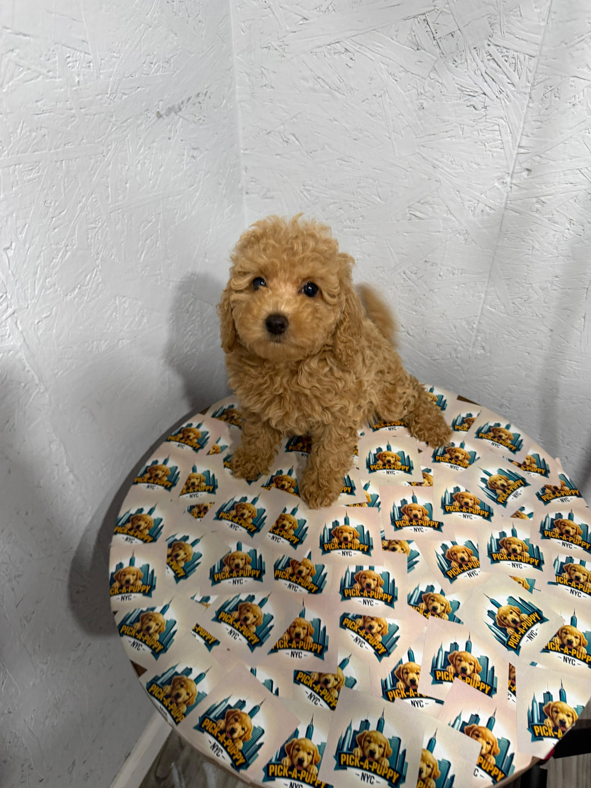 MINI POODLE FEMALE