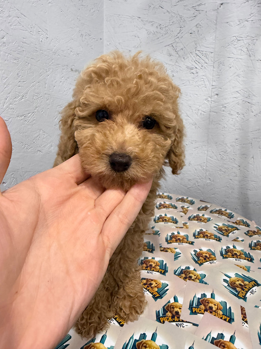 MINI POODLE FEMALE