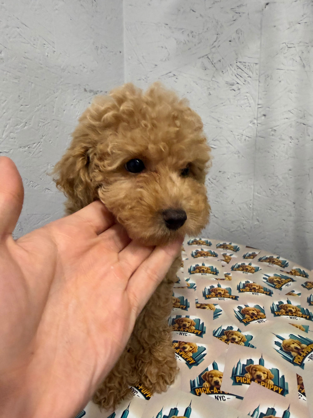 MINI POODLE FEMALE