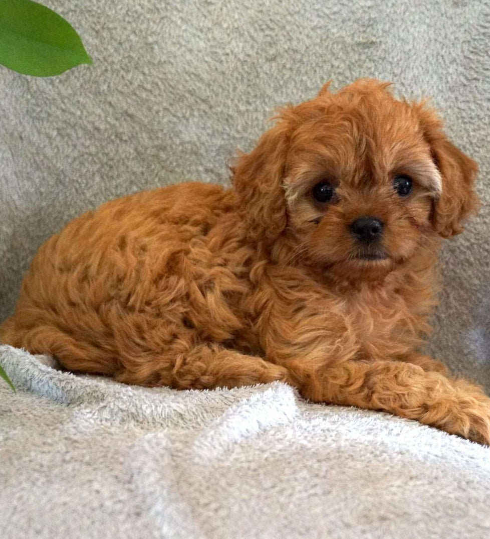 Cavapoo FEMALE