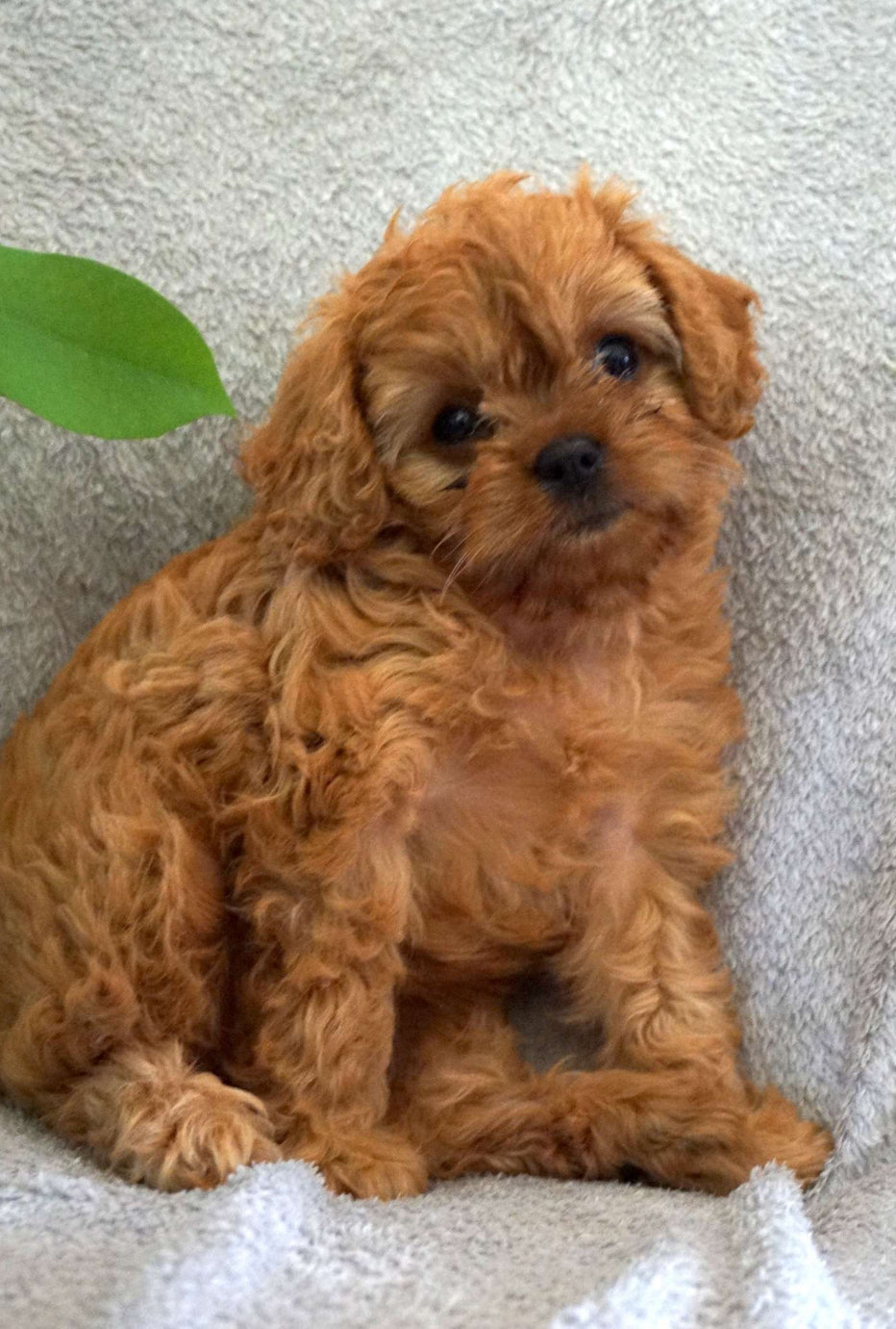 Cavapoo FEMALE