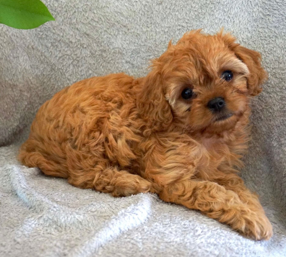 Cavapoo FEMALE