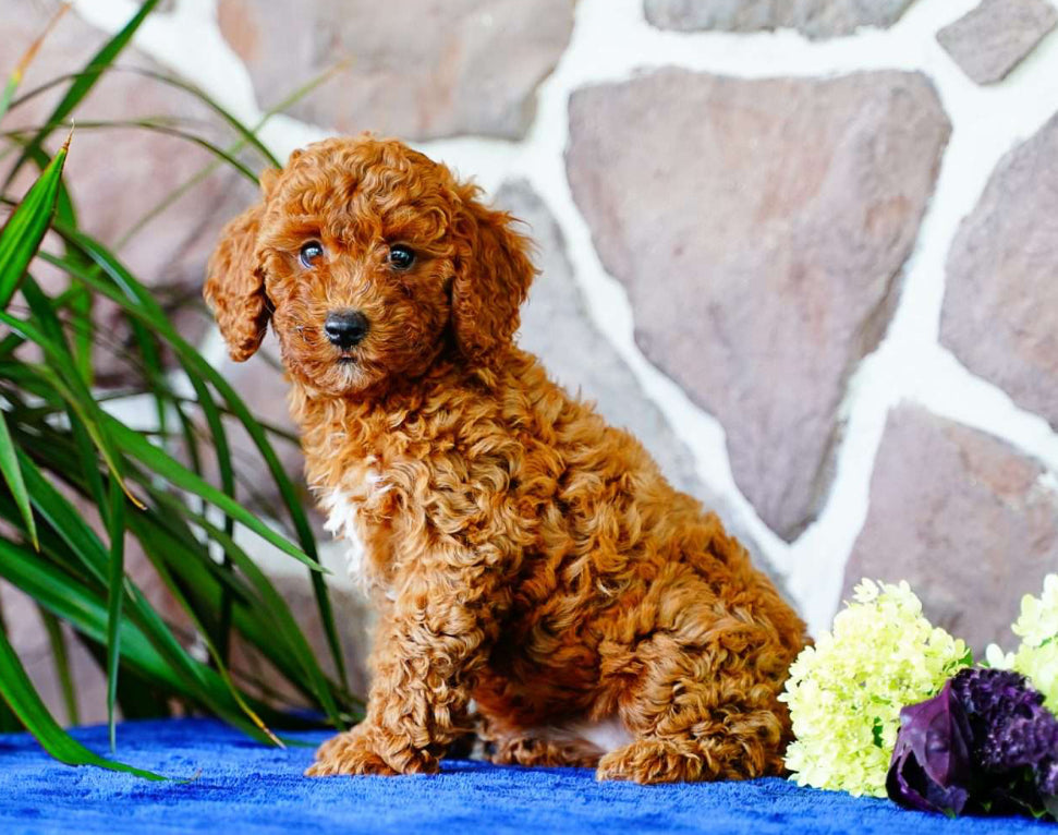 Miniature Poodle FEMALE