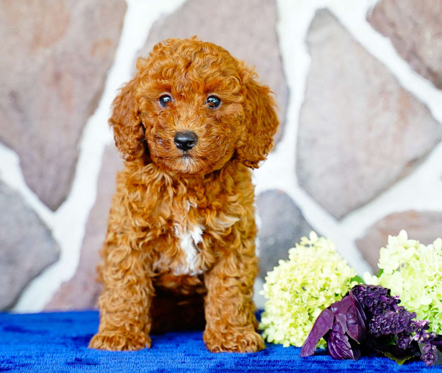 Miniature Poodle FEMALE