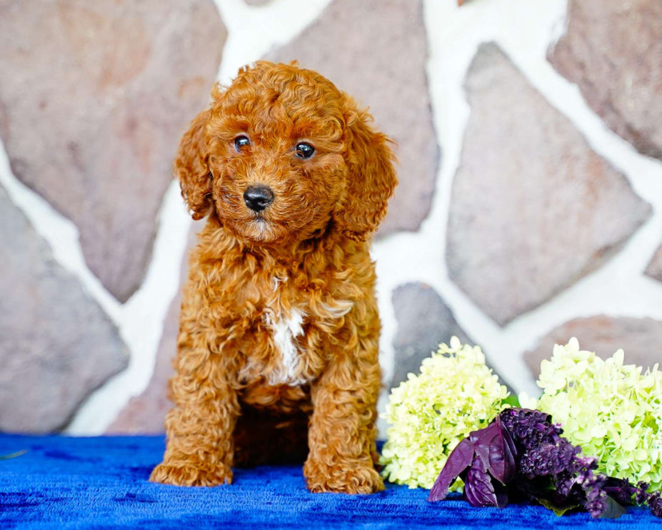 Miniature Poodle FEMALE