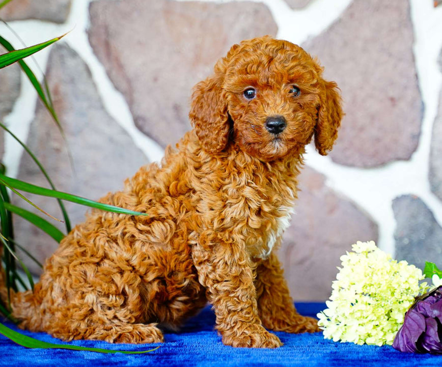 Miniature Poodle FEMALE