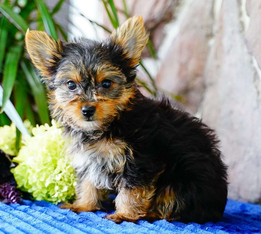 Yorkie FEMALE