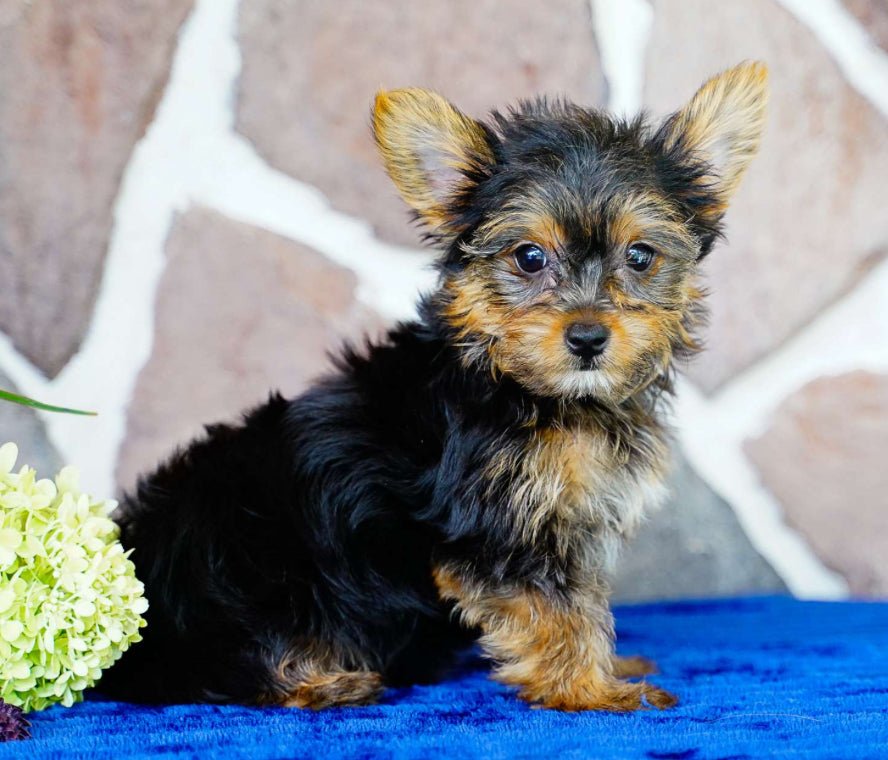 Yorkie FEMALE