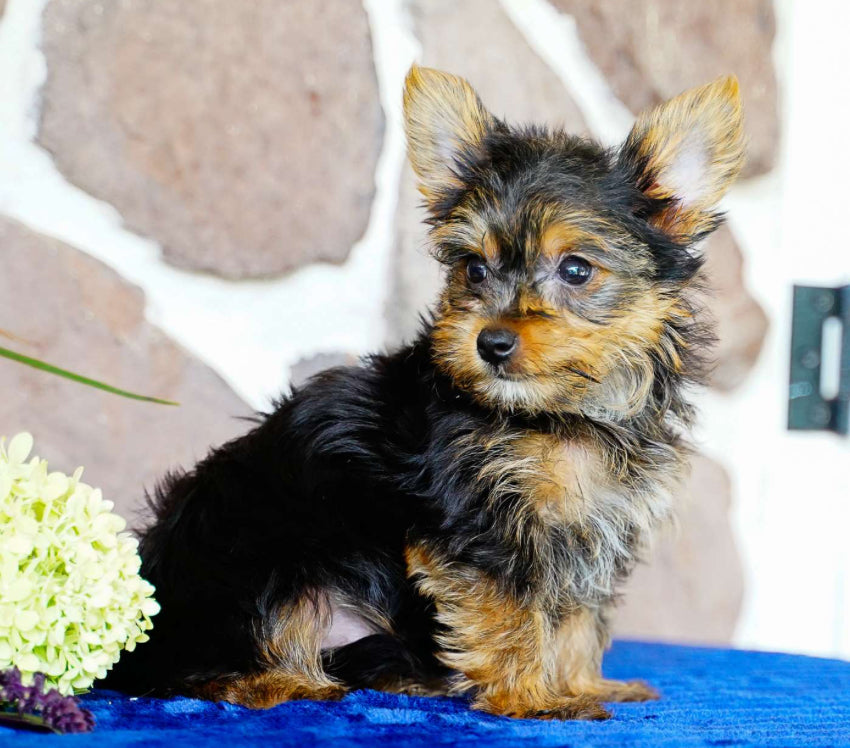Yorkie FEMALE