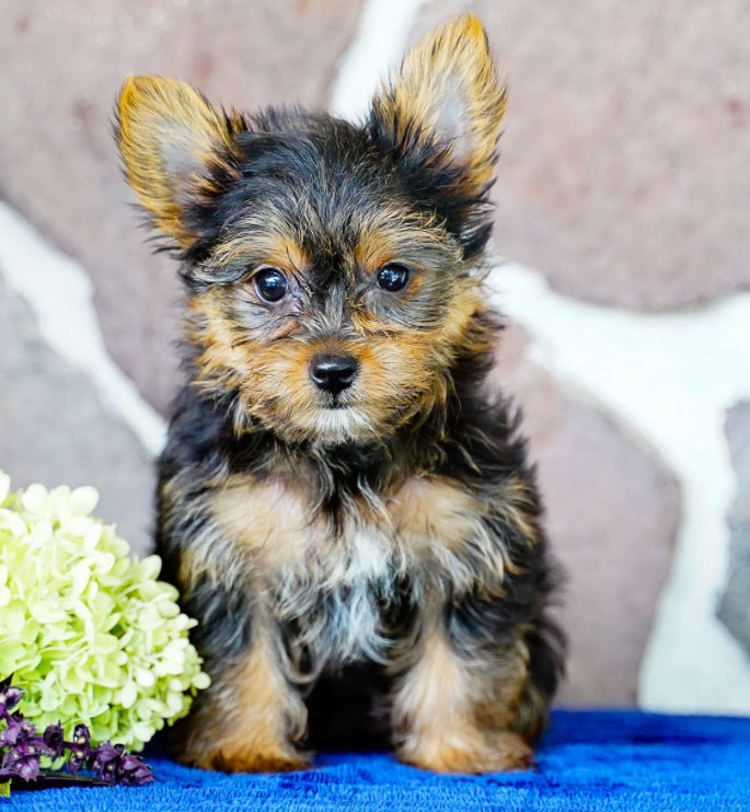 Yorkie FEMALE