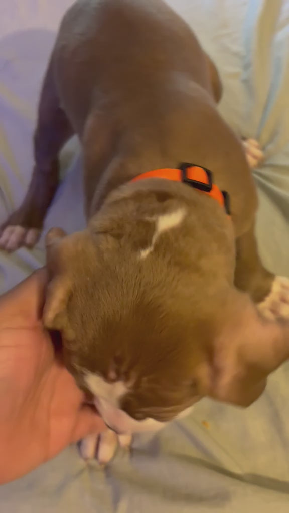 AMERICAN PITBULL
