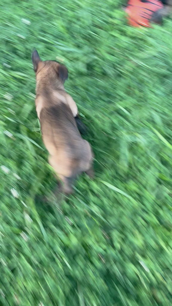 BELGIAN MALINOIS
