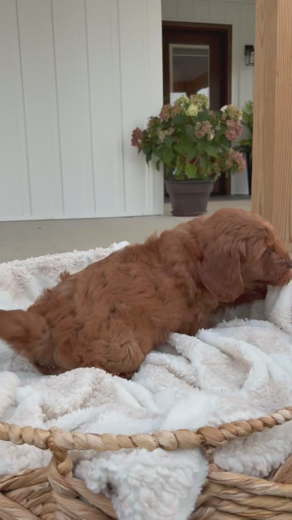 MINI GOLDENDOODLES AVAILABLE