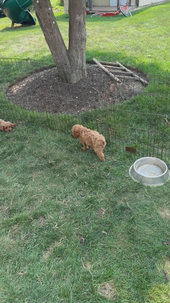 CAVAPOOS MULTIPLE VARIANTS AVAILABLE
