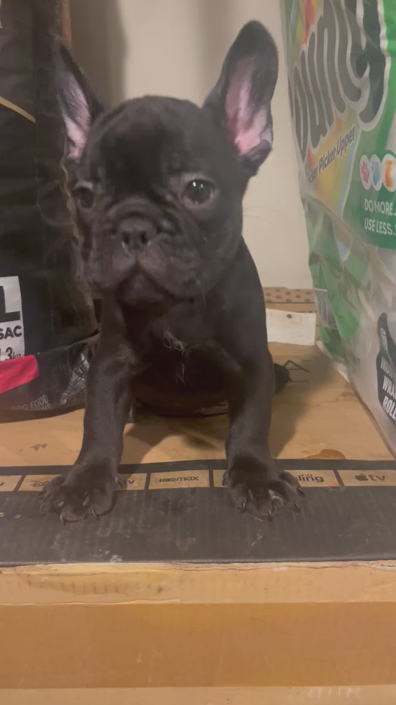 FRENCH BULLDOG AVAILABLE