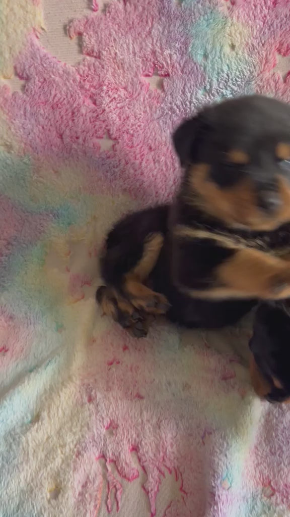 ROTTWEILER MALES AND FEMALES AVAILABLE