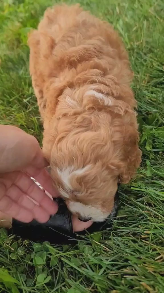 MALE APRICOT CAVAPOO AVAILABLE