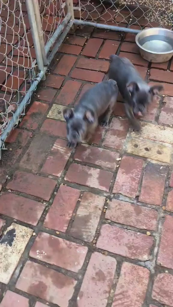 FRENCH BULLDOGS AVAILABLE