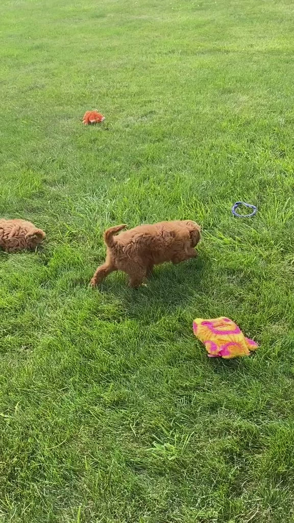 GOLDENDOODLES AVAILABLE