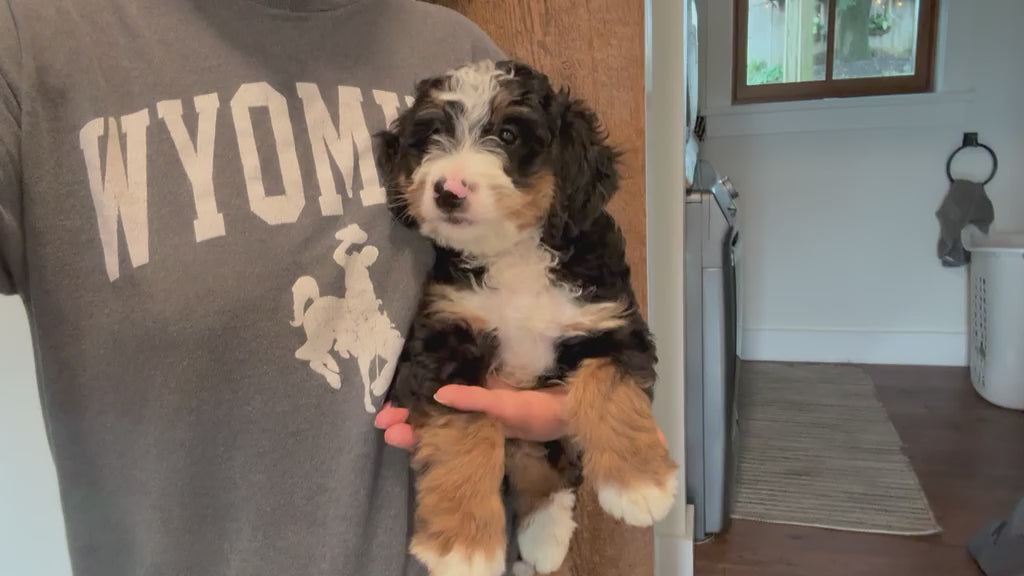 TRICOLOR BERNEDOODLE AVAILABLE