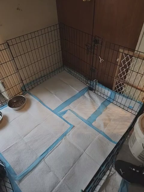 BLUE FRENCH BULLDOGS